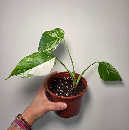 Bouture Monstera variegata