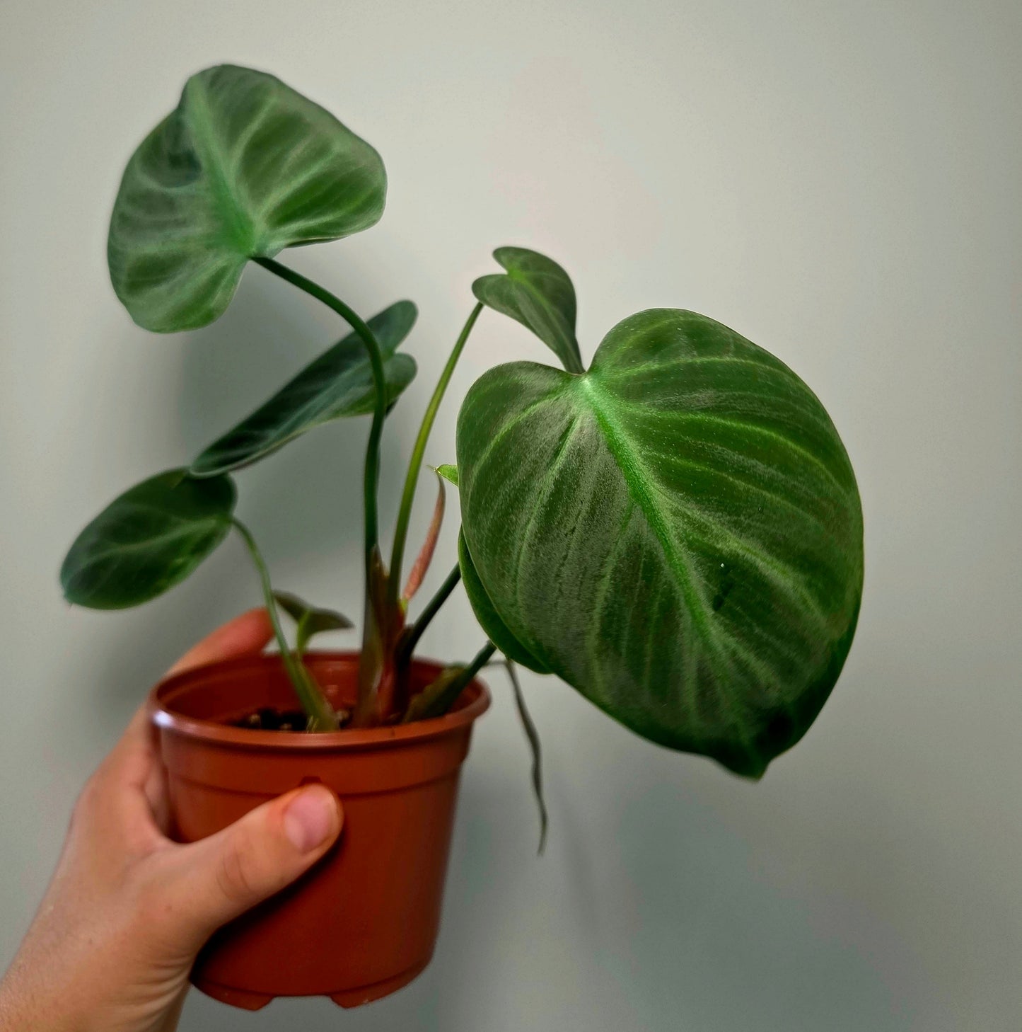 Philodendron El Choco Red