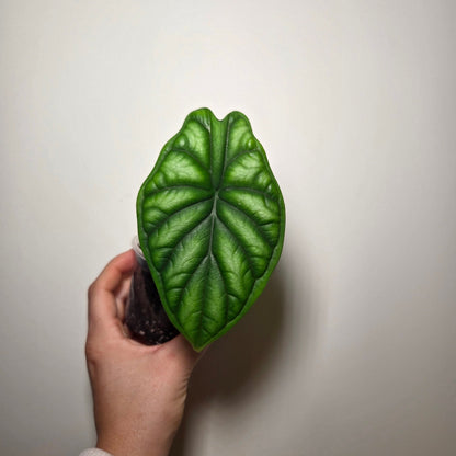 Alocasia Dragon Scale