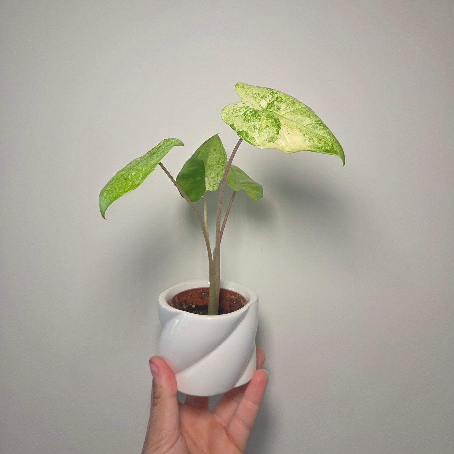 Alocasia macrorrhiza splash + pot