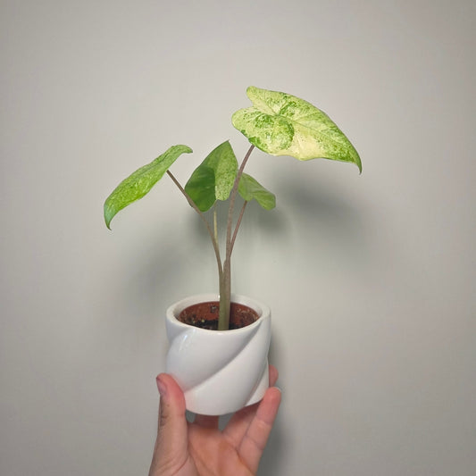 Alocasia macrorrhiza splash + pot