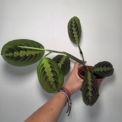 Maranta Leuconeura fascinator