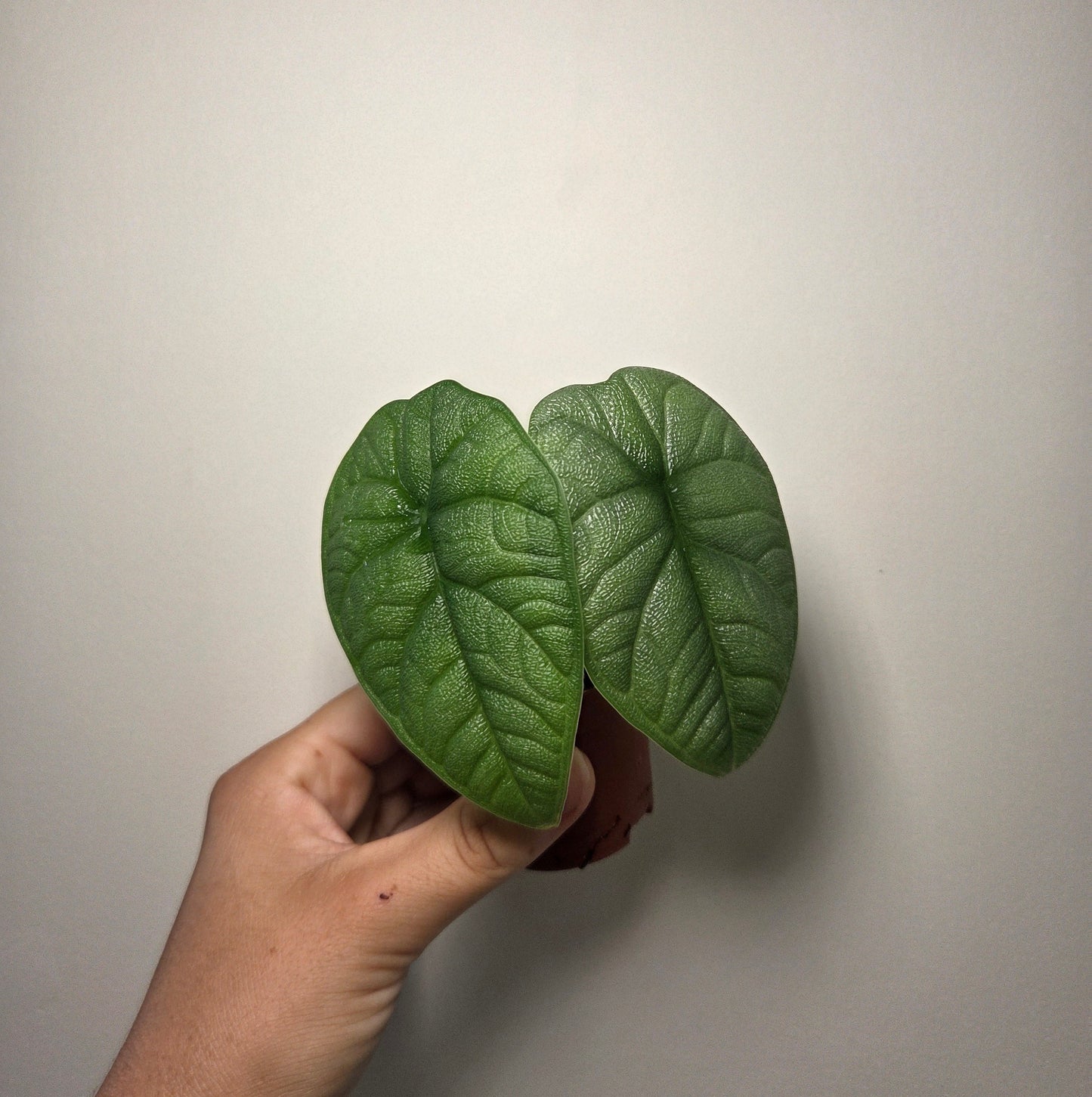 Alocasia Melo