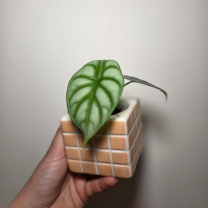 Cache pot mosaïque