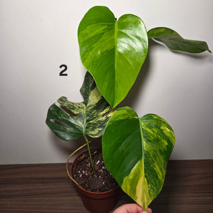 Monstera aurea variegata