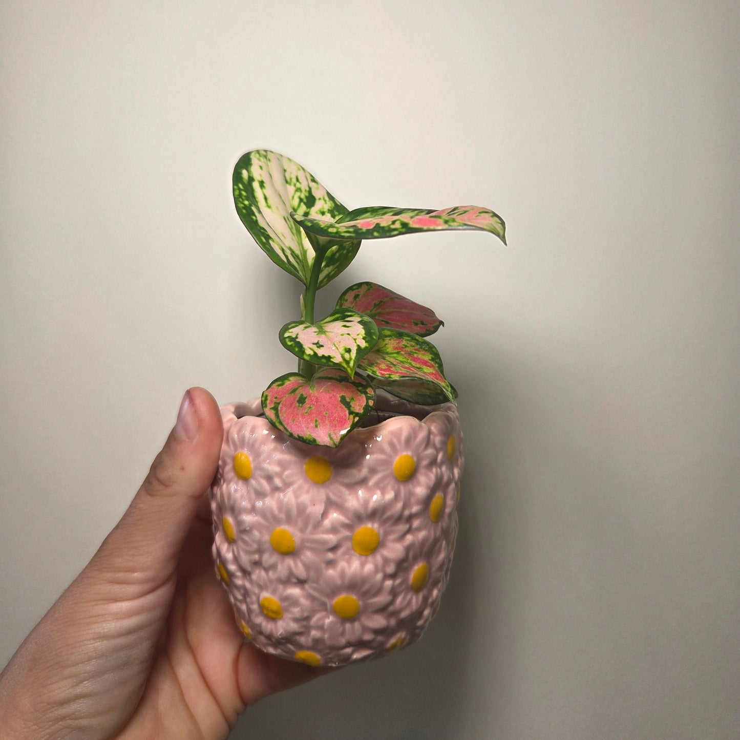 Aglaonema red valentine + pot