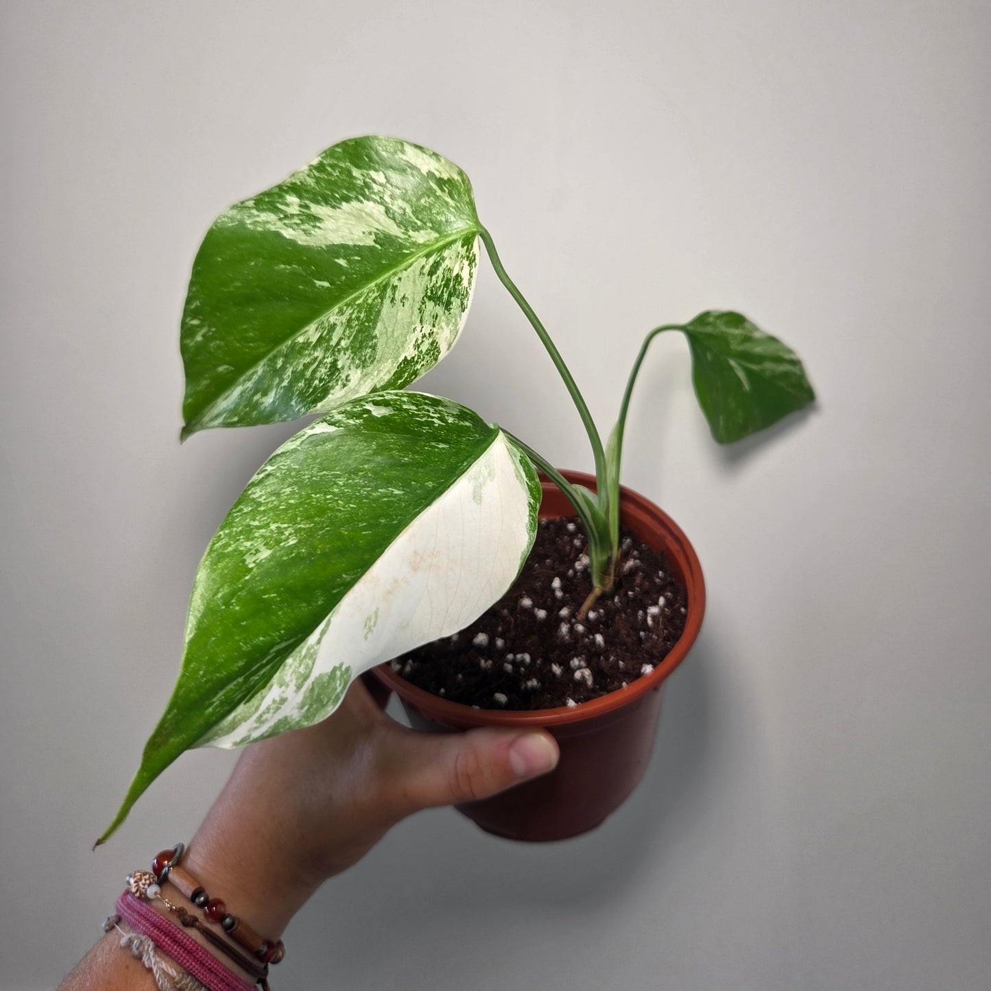 Bouture Monstera variegata