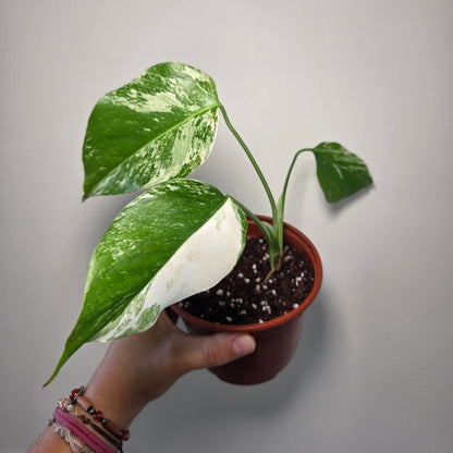 Bouture Monstera variegata