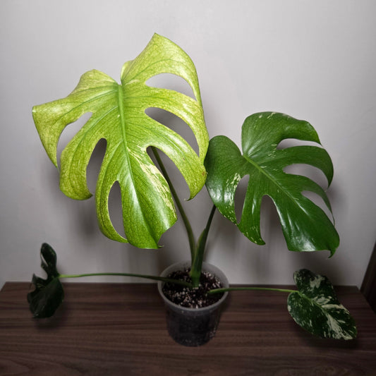 Monstera Deliciosa Mint