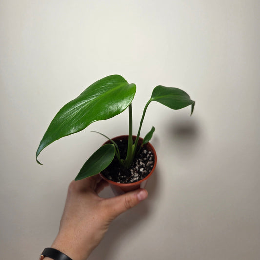 Monstera burle marx flame