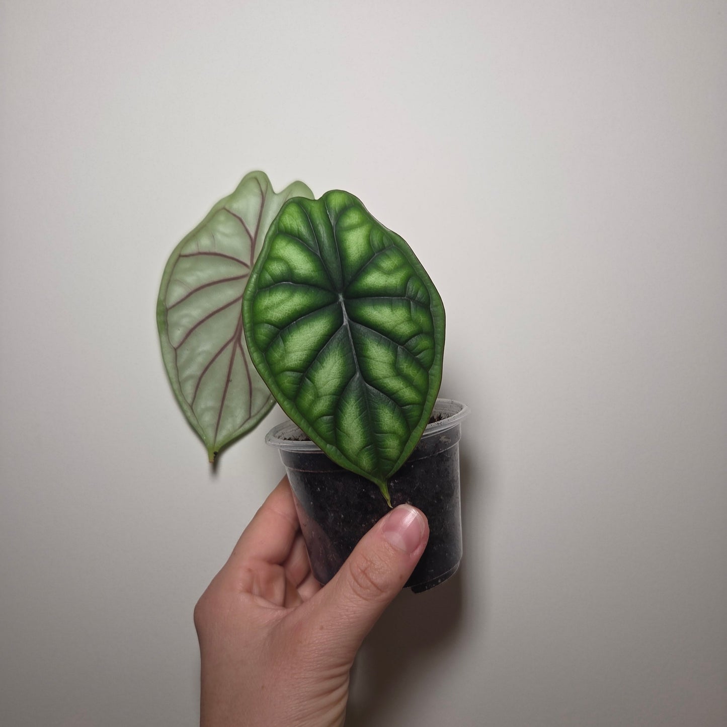Alocasia Dragon Scale