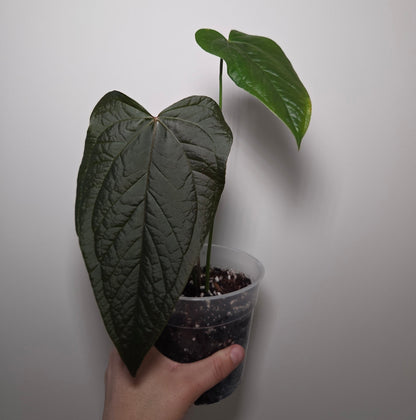 Anthurium queen of heart