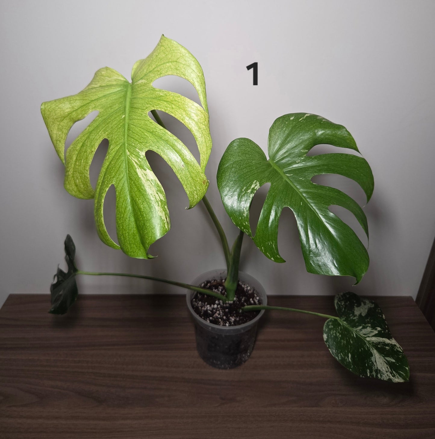 Monstera Deliciosa Mint
