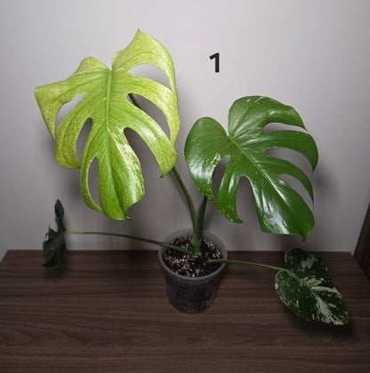 Monstera Deliciosa Mint