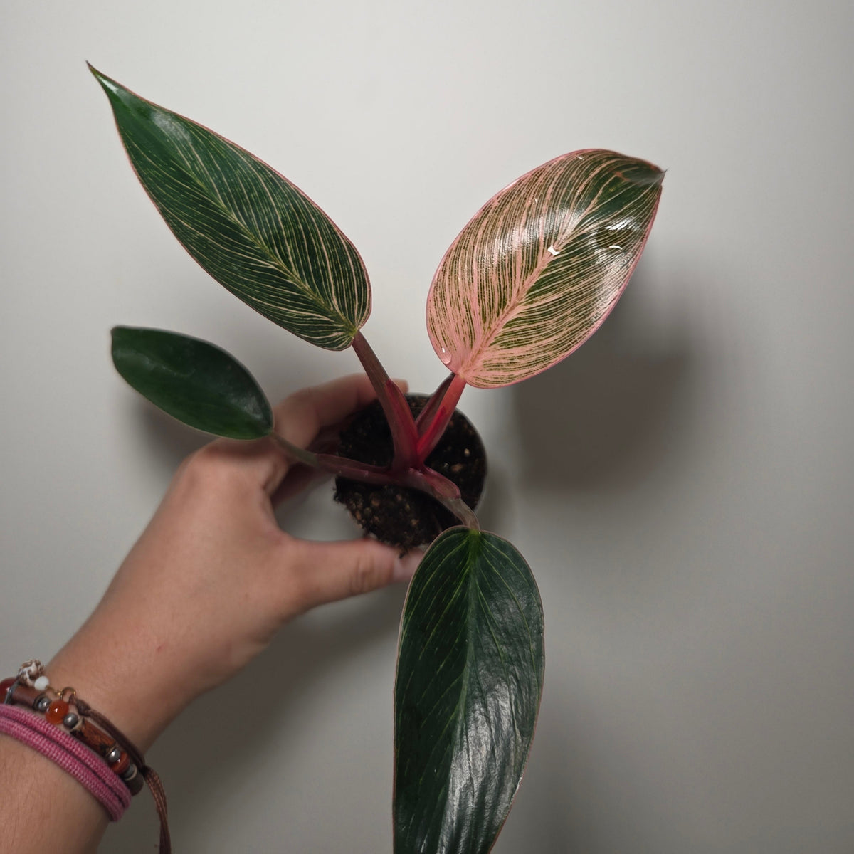 Philodendron pink birkin