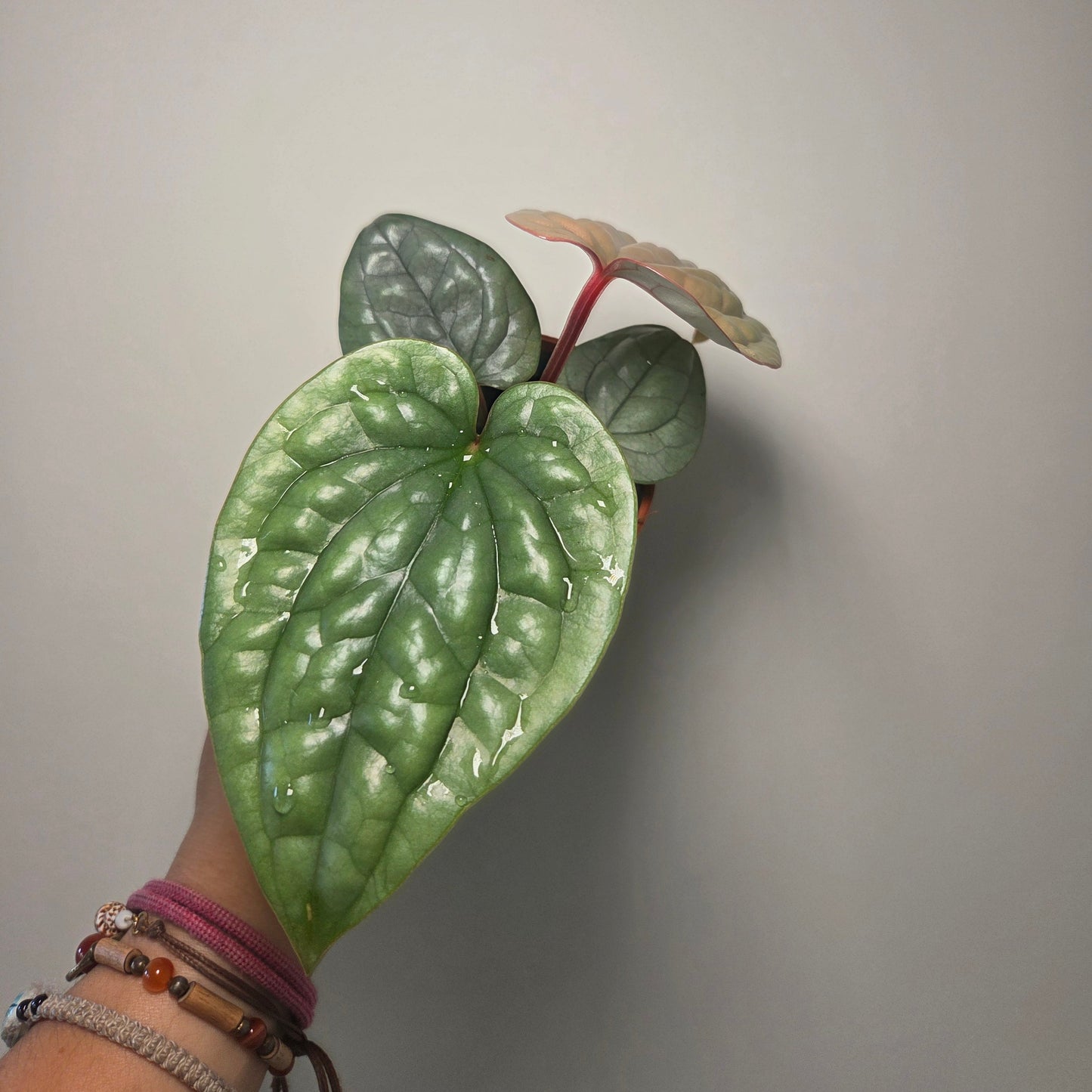Anthurium Luxurians