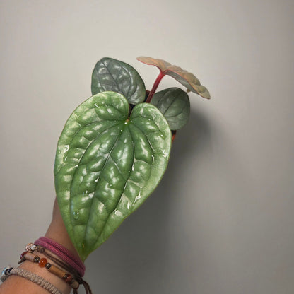 Anthurium Luxurians