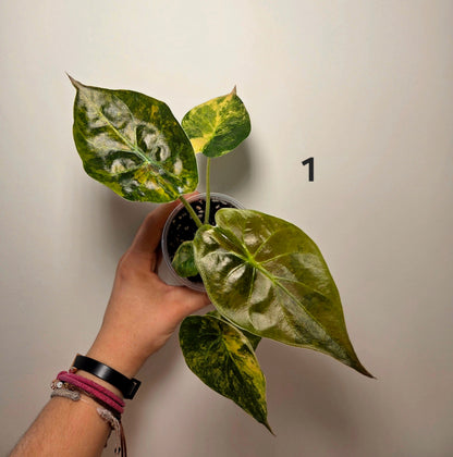 Alocasia wentii aurea