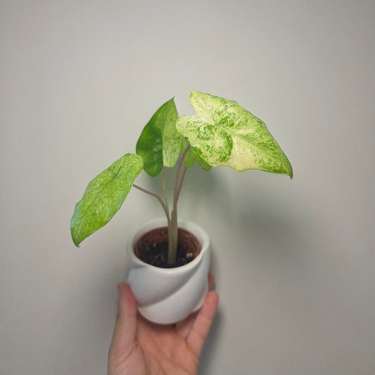 Alocasia macrorrhiza splash + pot