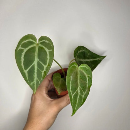 Anthurium Crystallinum