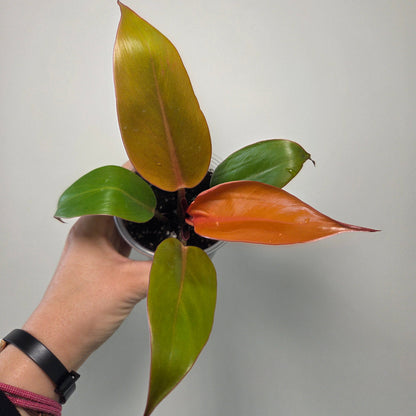 Philodendron prince of orange