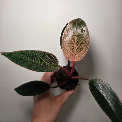 Philodendron pink birkin