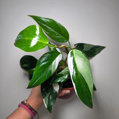 Philodendron white princess