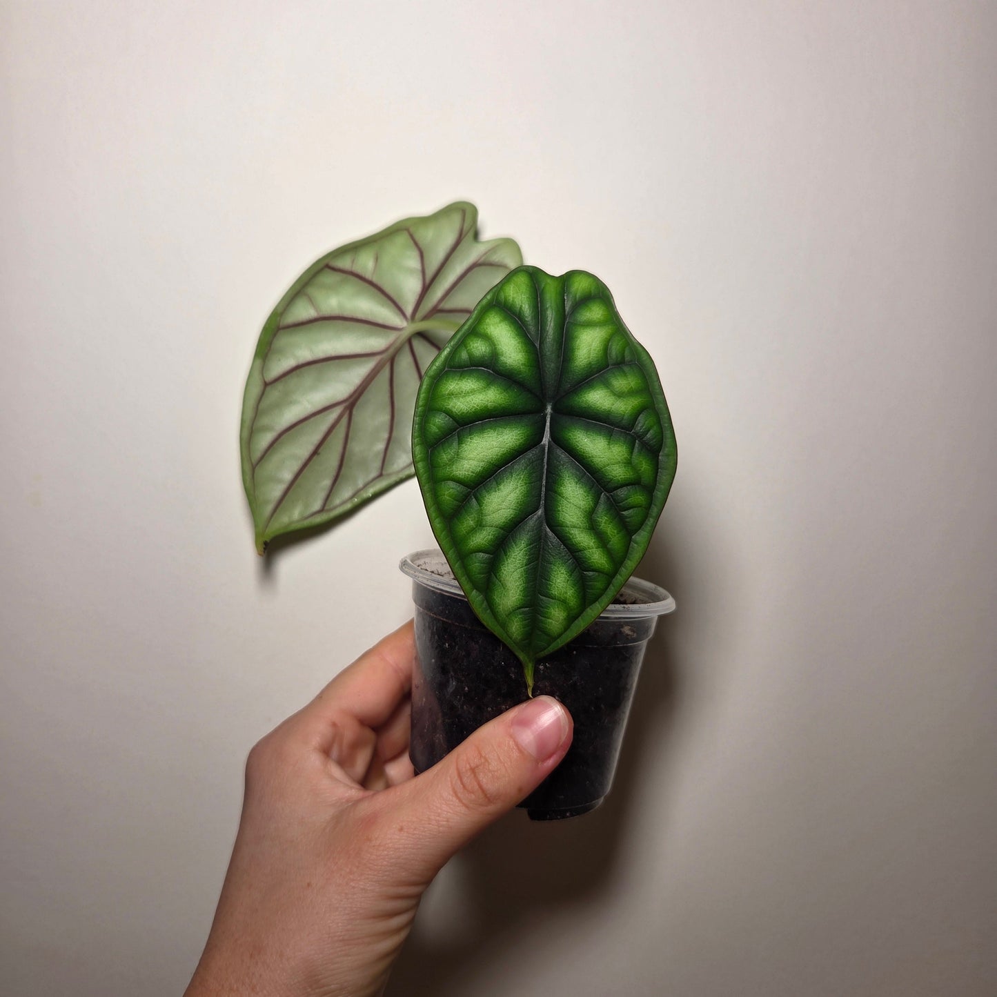 Alocasia Dragon Scale