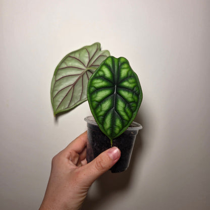 Alocasia Dragon Scale