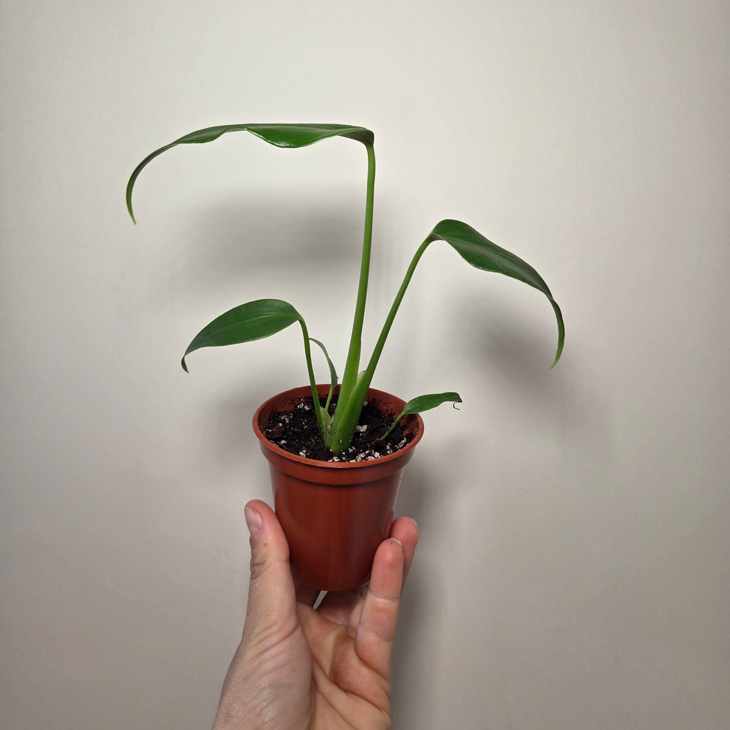 Monstera burle marx flame