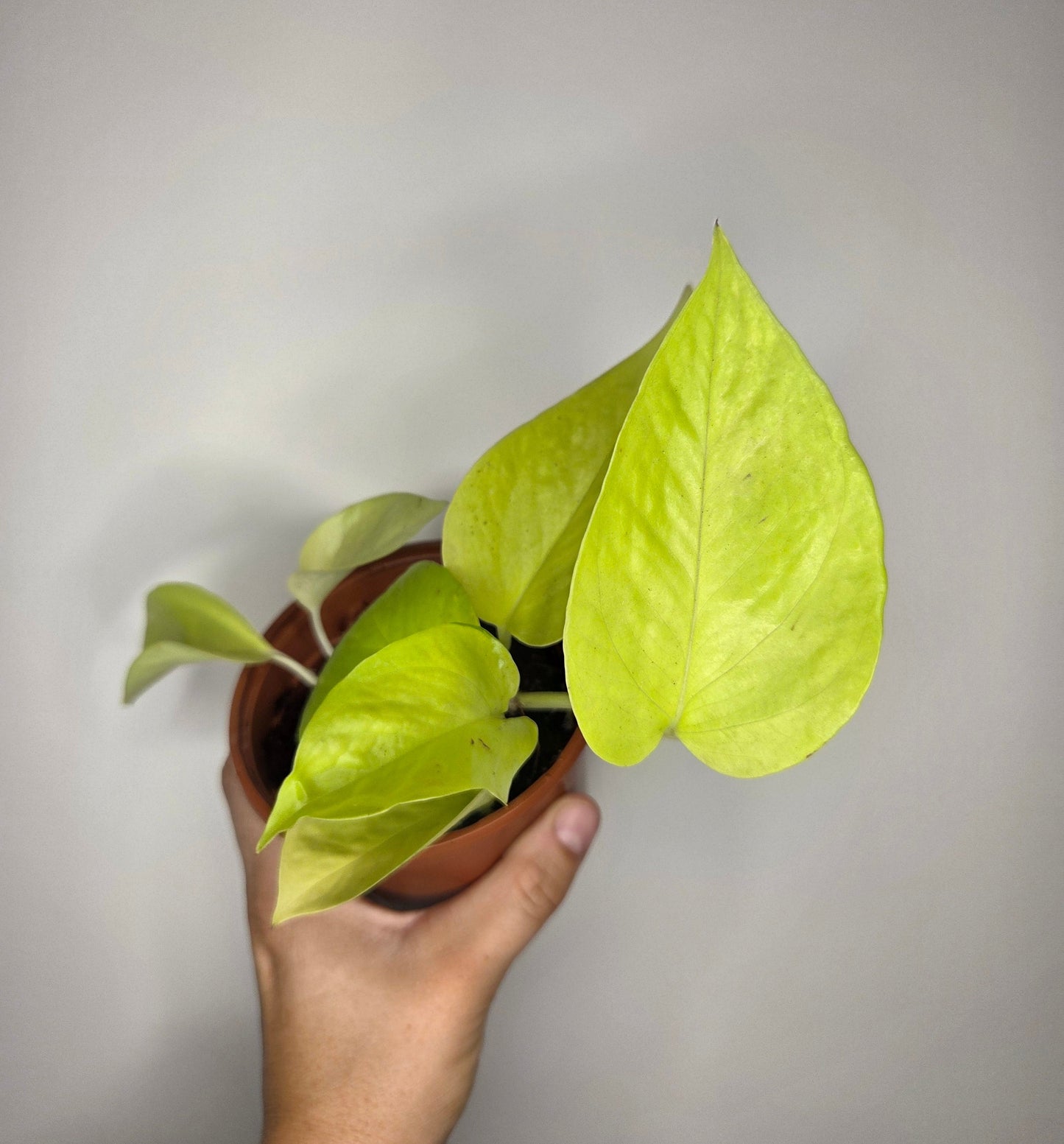 Epipremnum Néon