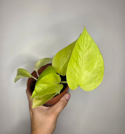 Epipremnum Néon