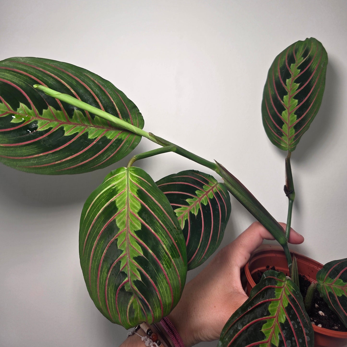Maranta Leuconeura fascinator