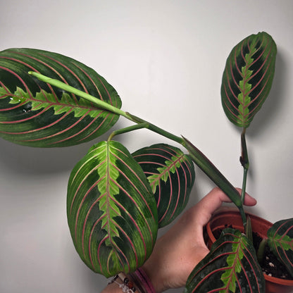 Maranta Leuconeura fascinator