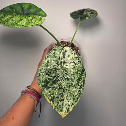 Alocasia Dragon Scale Mint (M)