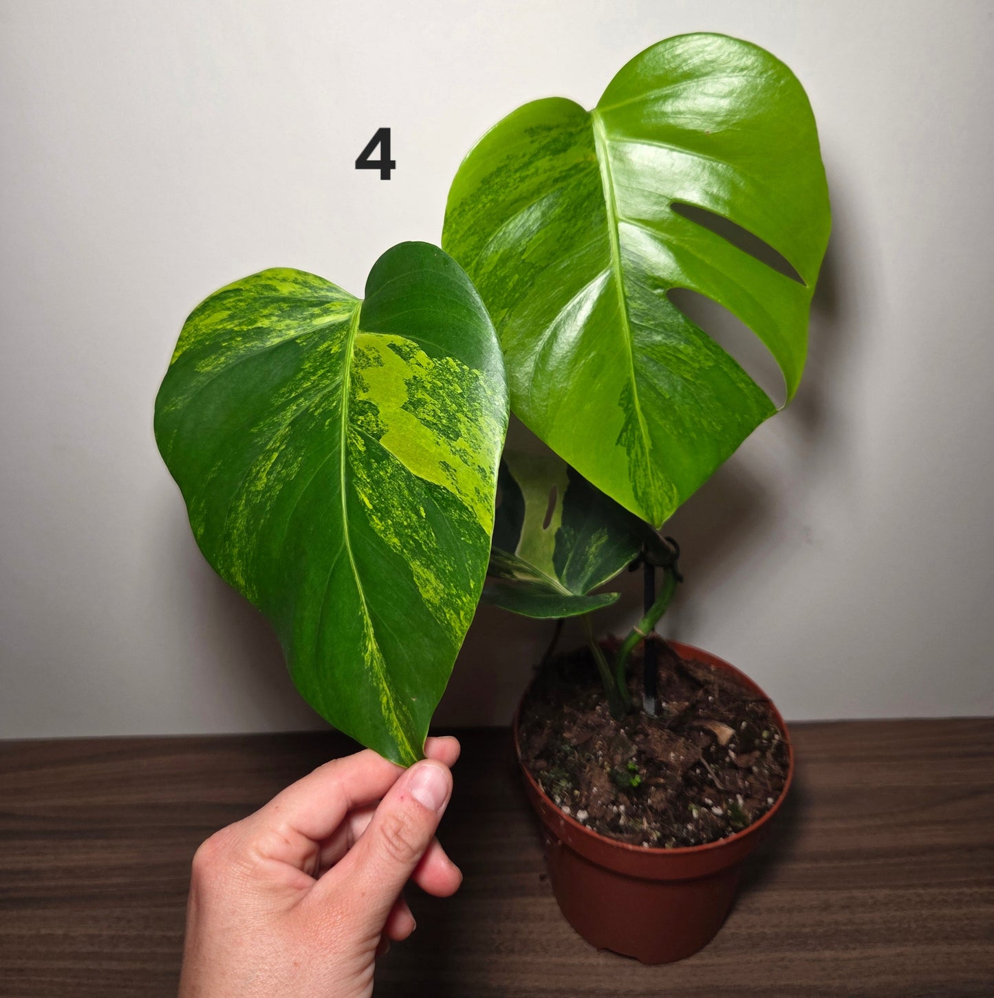 Monstera aurea variegata