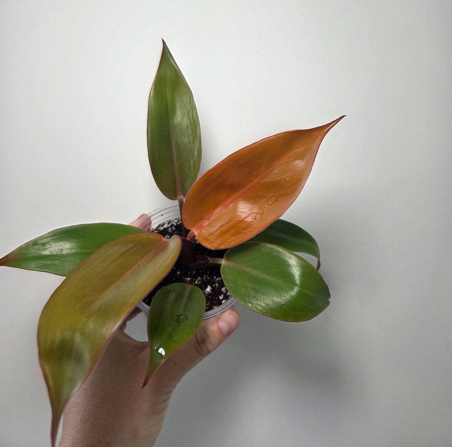 Philodendron prince of orange