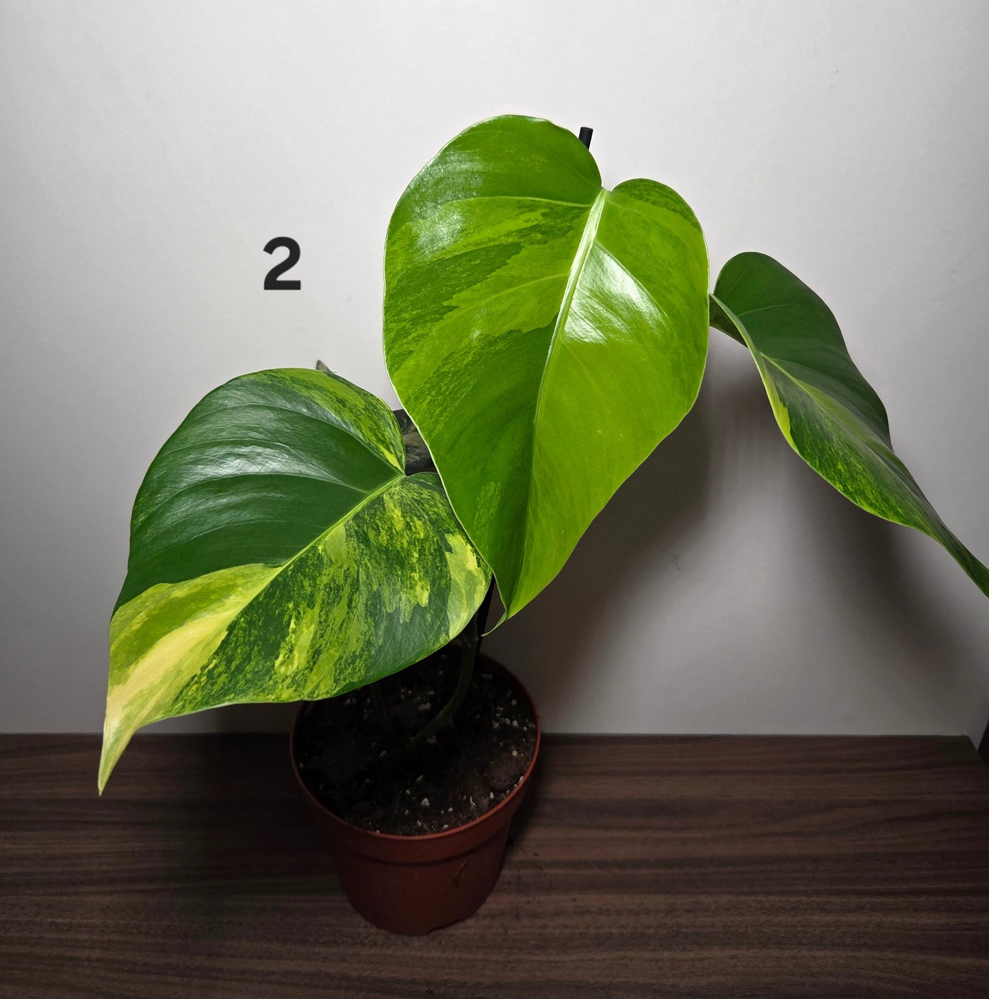 Monstera aurea variegata
