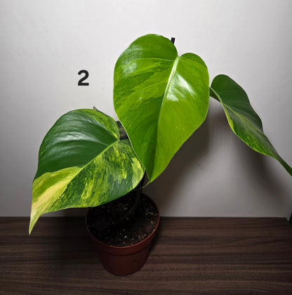 Monstera aurea variegata