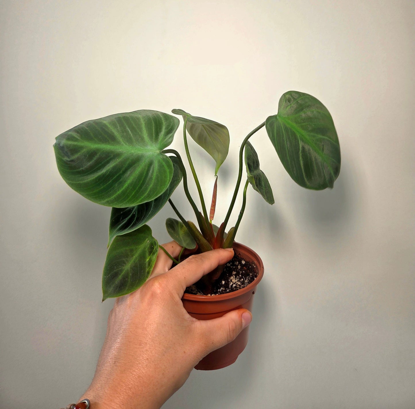 Philodendron El Choco Red