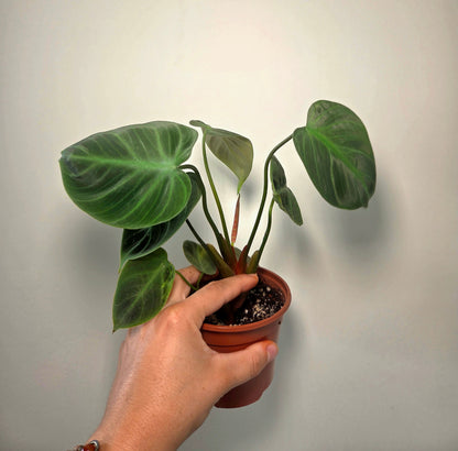 Philodendron El Choco Red