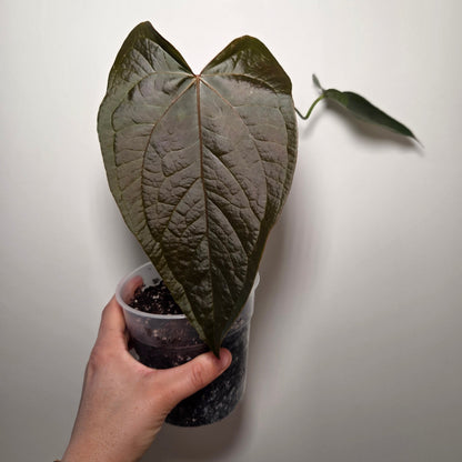 Anthurium queen of heart