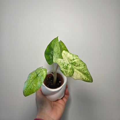 Alocasia macrorrhiza splash + pot