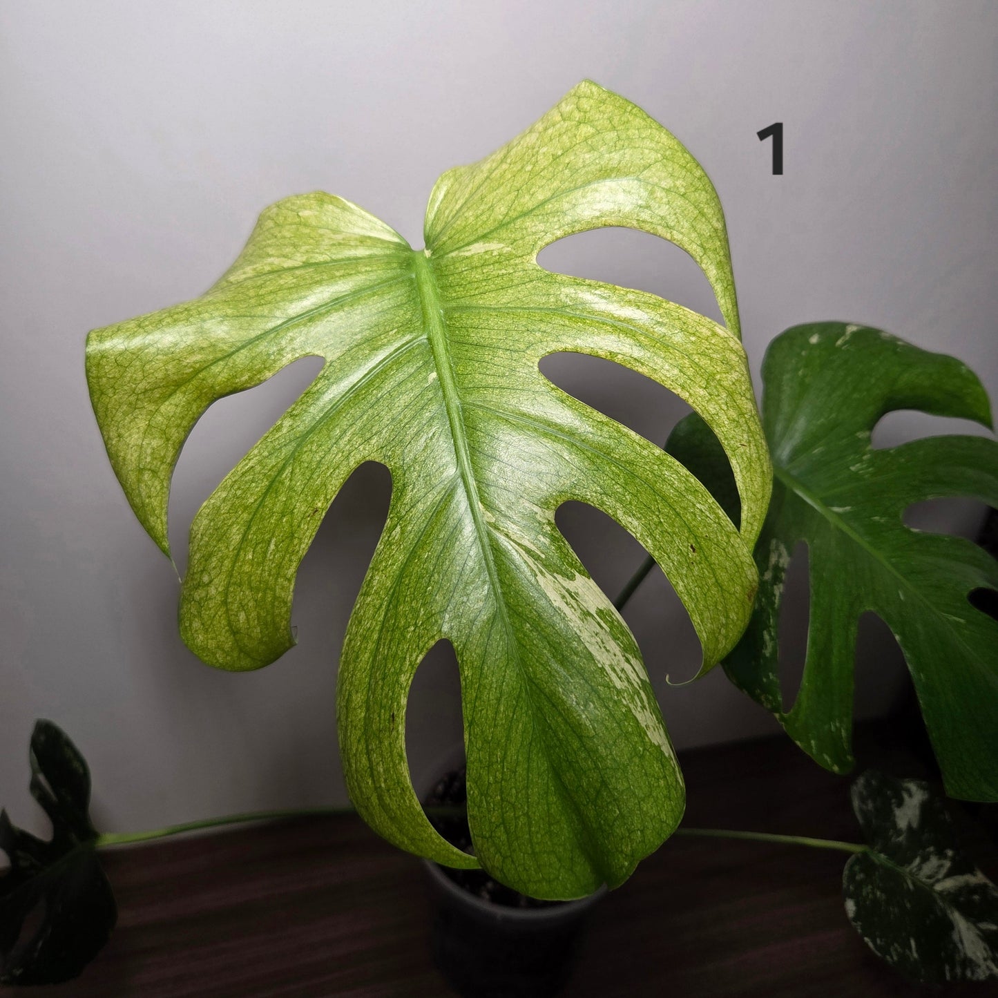 Monstera Deliciosa Mint