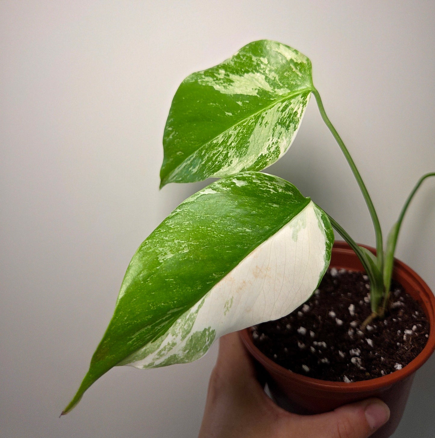 Bouture Monstera variegata