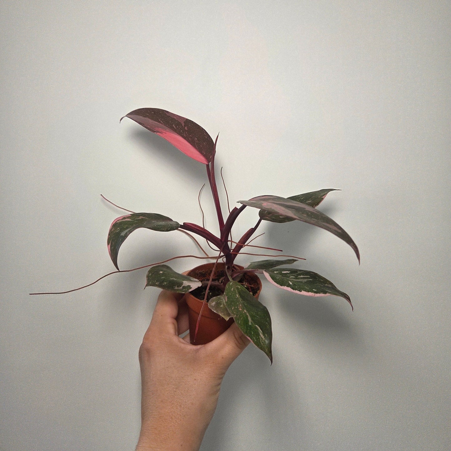 Philodendron Pink Princess