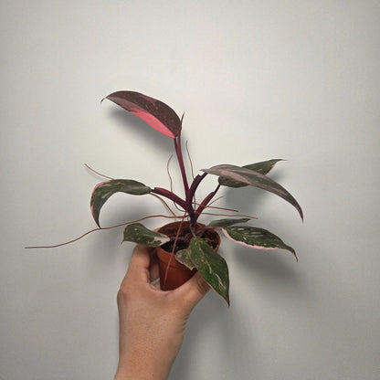 Philodendron Pink Princess