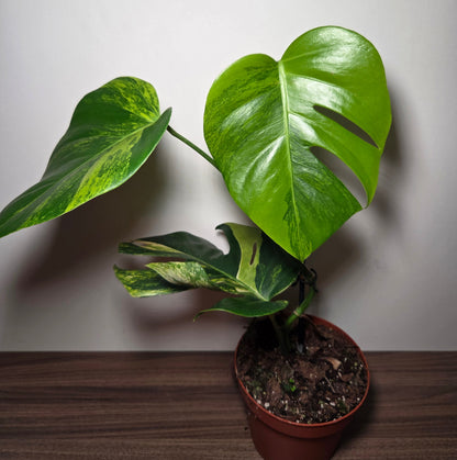 Monstera aurea variegata