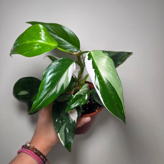 Philodendron white princess