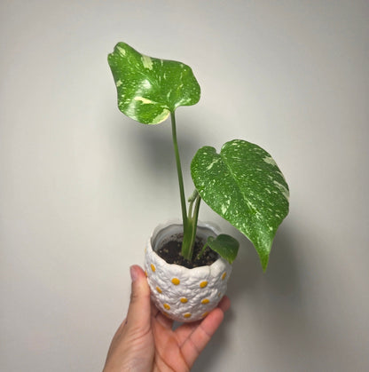Cache pot Fleur